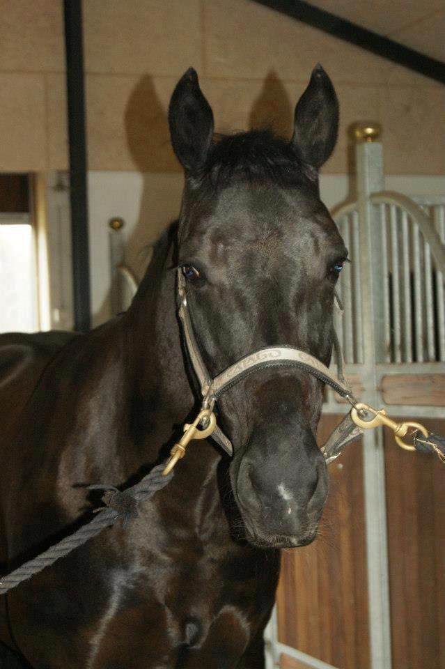 Oldenborg Evita af Hvarre billede 11