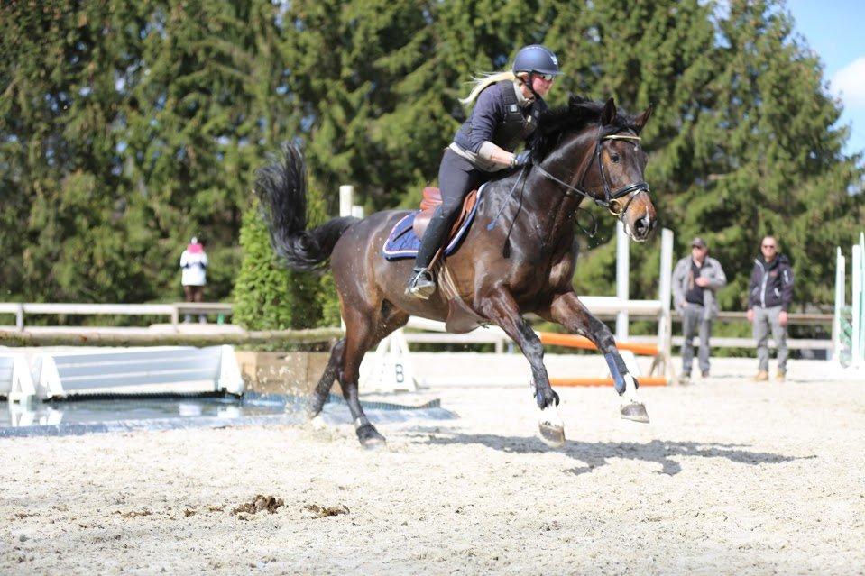 Dansk Varmblod Stald König's Escape <3 billede 2