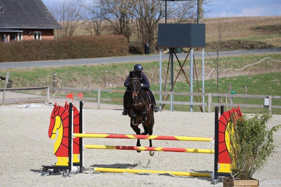 Dansk Varmblod Stald König's Escape <3 billede 3