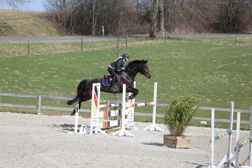 Dansk Varmblod Stald König's Escape <3 billede 5