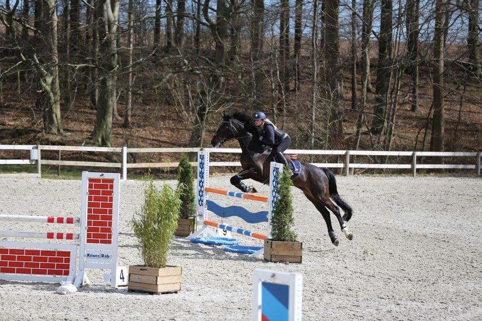 Dansk Varmblod Stald König's Escape <3 billede 6