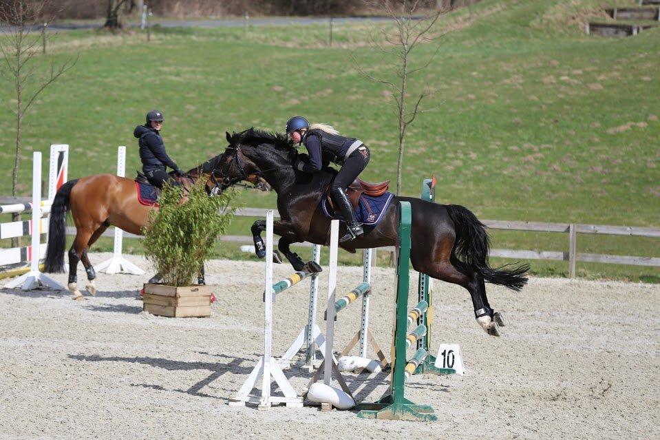 Dansk Varmblod Stald König's Escape <3 billede 7