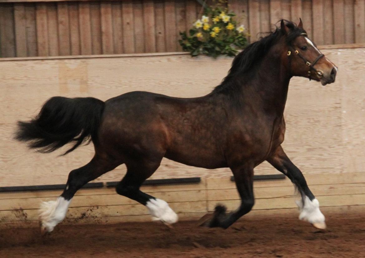 Welsh Cob (sec D) Kildegaards Chester - Kildegaard Chester bedste welsh og res BIS hingsteparaden Dorthealyst 2013 billede 2