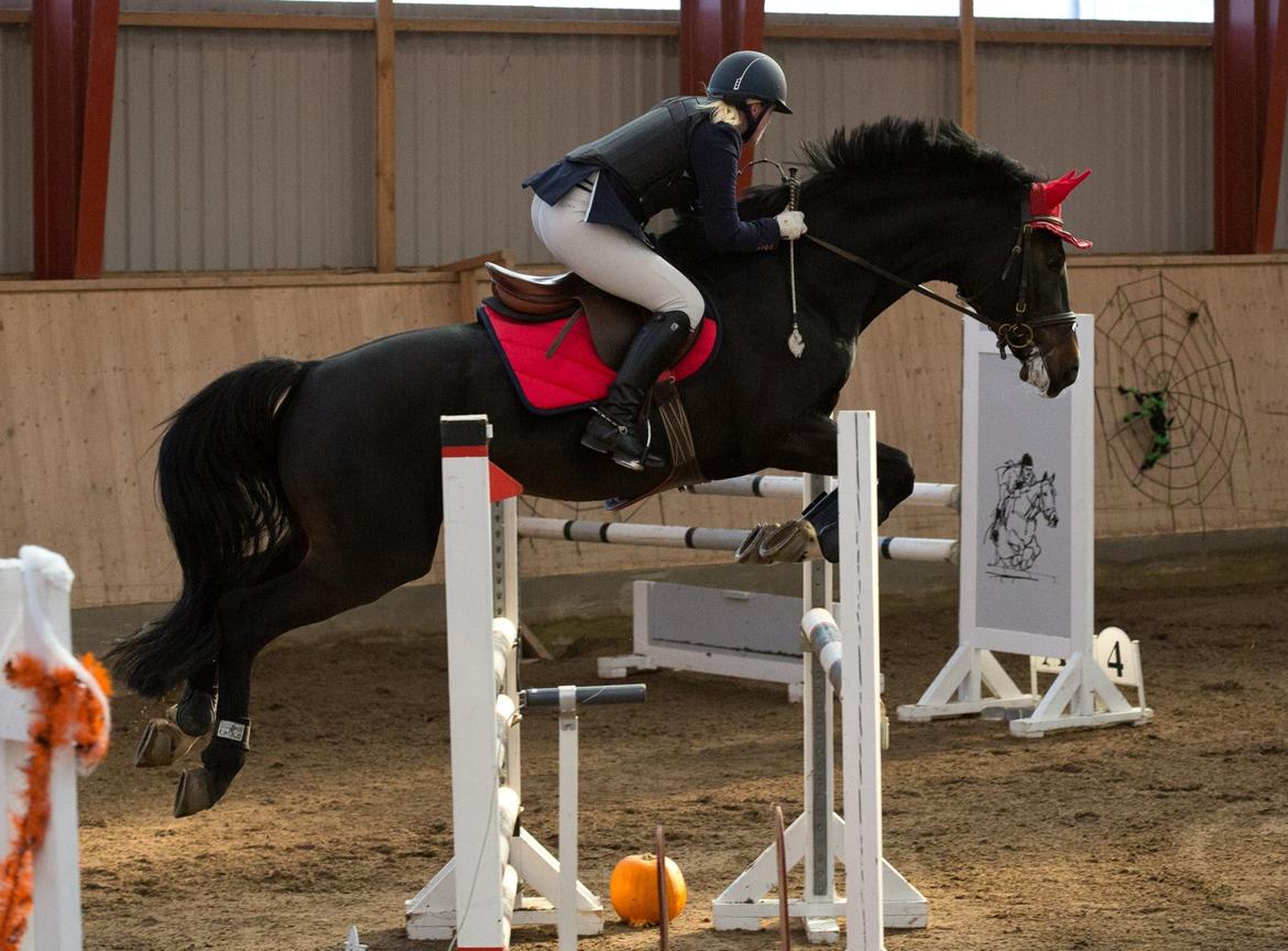 Dansk Varmblod Stald König's Escape <3 billede 10