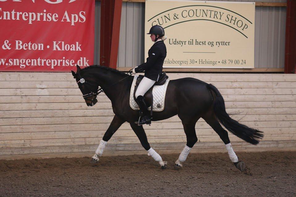 Dansk Varmblod Stald König's Escape <3 billede 11