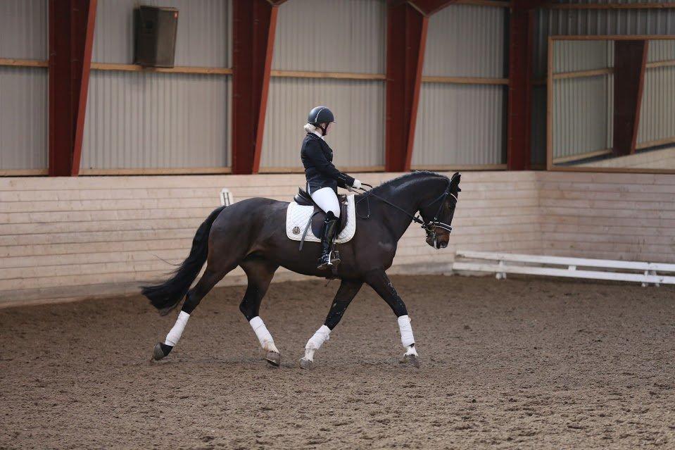 Dansk Varmblod Stald König's Escape <3 billede 13