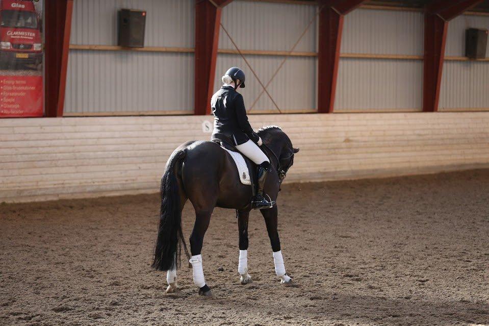 Dansk Varmblod Stald König's Escape <3 billede 14