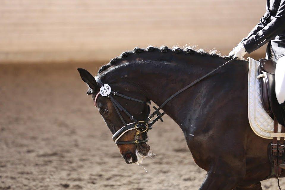 Dansk Varmblod Stald König's Escape <3 billede 15