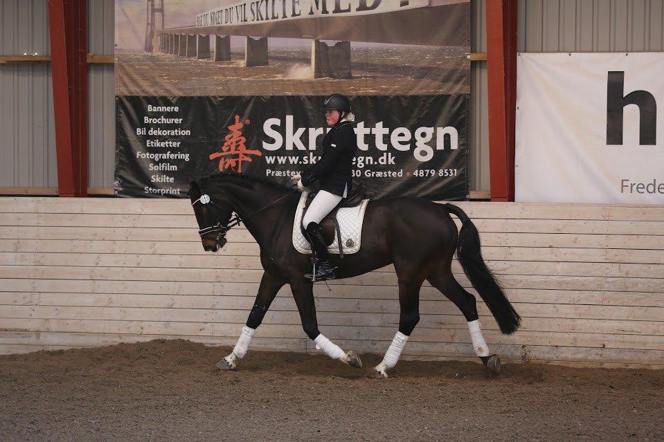 Dansk Varmblod Stald König's Escape <3 billede 16