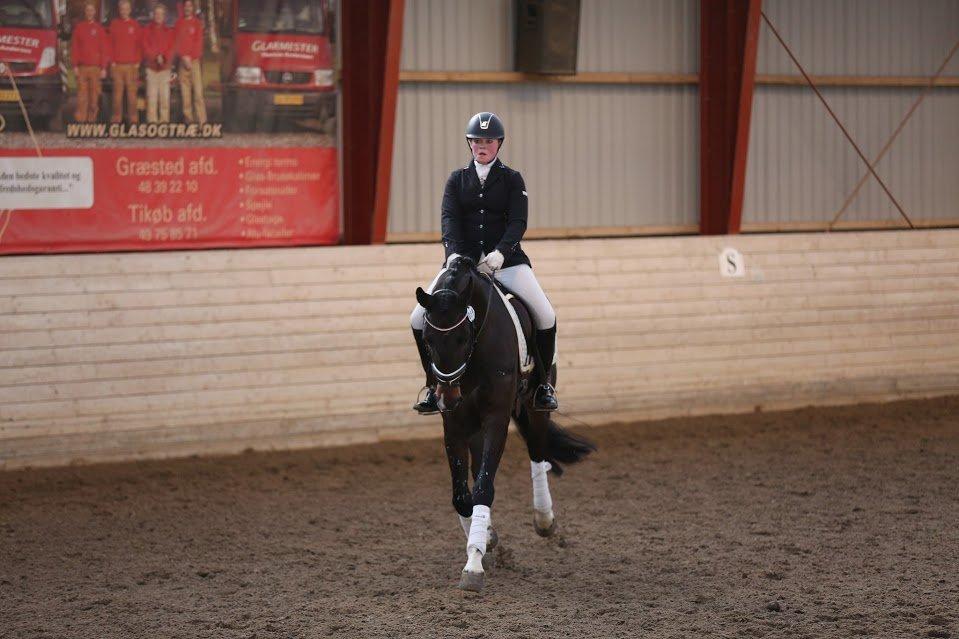 Dansk Varmblod Stald König's Escape <3 billede 17