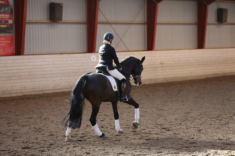 Dansk Varmblod Stald König's Escape <3 billede 18