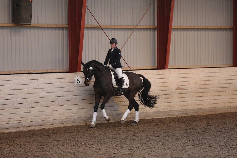 Dansk Varmblod Stald König's Escape <3 billede 19