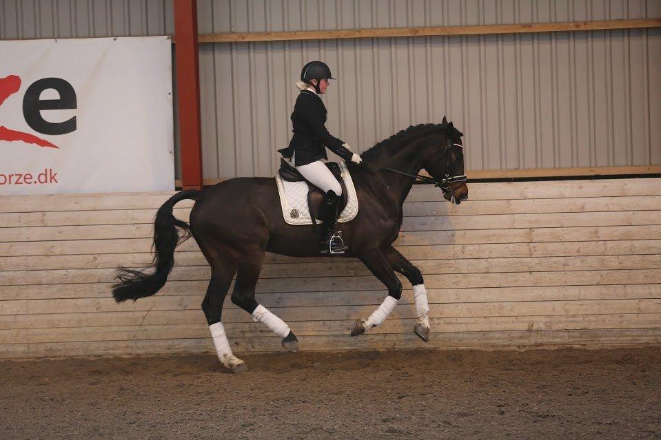 Dansk Varmblod Stald König's Escape <3 billede 20