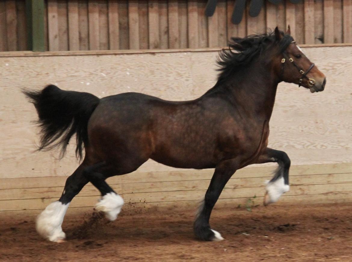 Welsh Cob (sec D) Kildegaards Chester billede 3