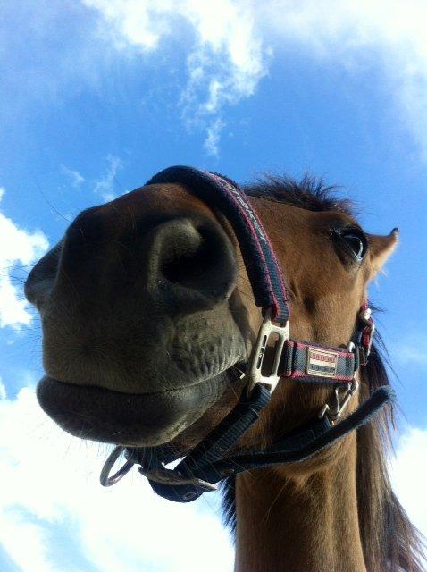 Anden særlig race Lady - Jamen hejsa Lady <3. Foto: MIg billede 8