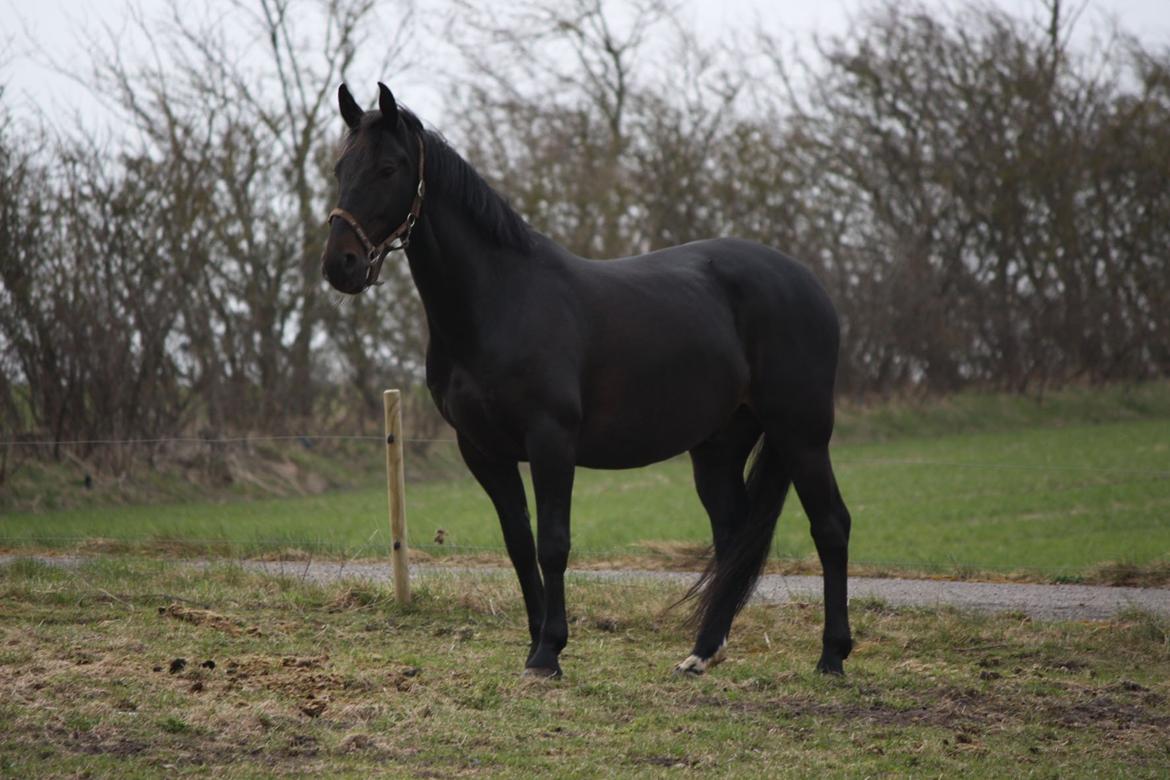 Anden særlig race Sir Arthur billede 7