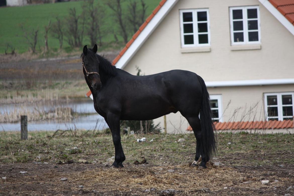 Anden særlig race Sir Arthur billede 6