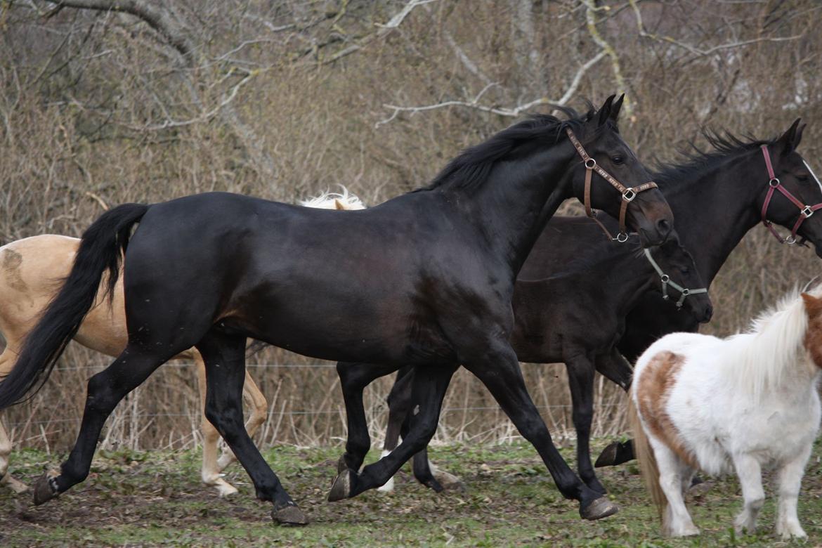 Anden særlig race Sir Arthur billede 8