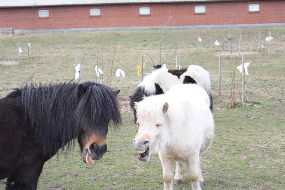 Shetlænder Dalbo´s Warrior - Walle manden <3 - April 2013 billede 8