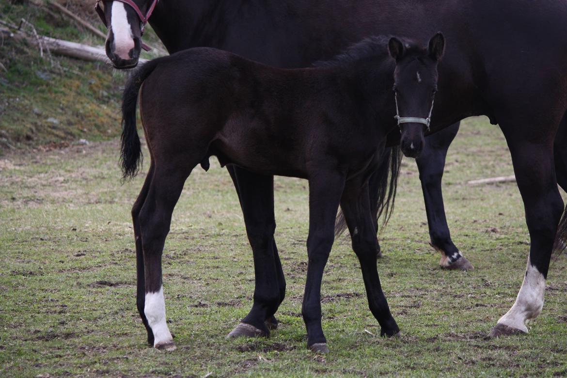 Oldenborg Bakgårdens Silas billede 1