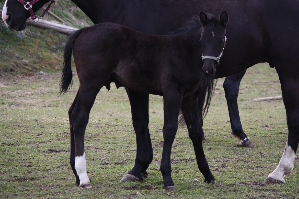 Oldenborg Bakgårdens Silas billede 2