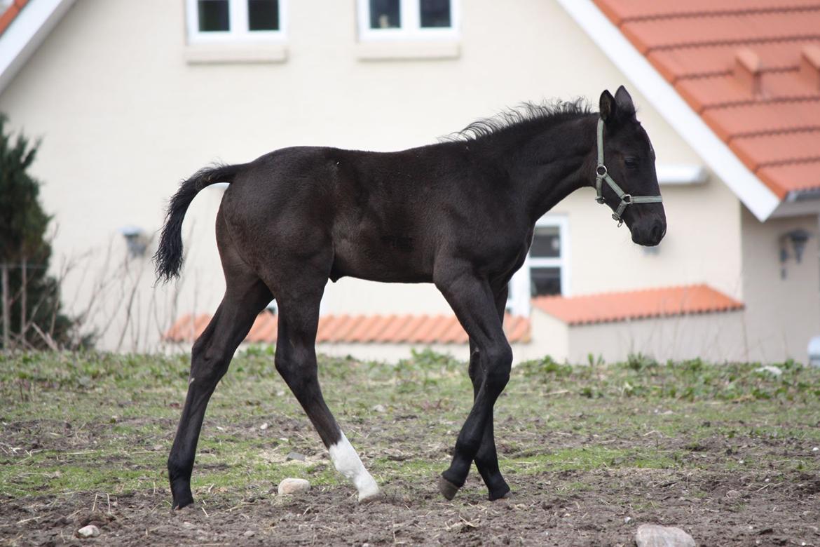 Oldenborg Bakgårdens Silas billede 3