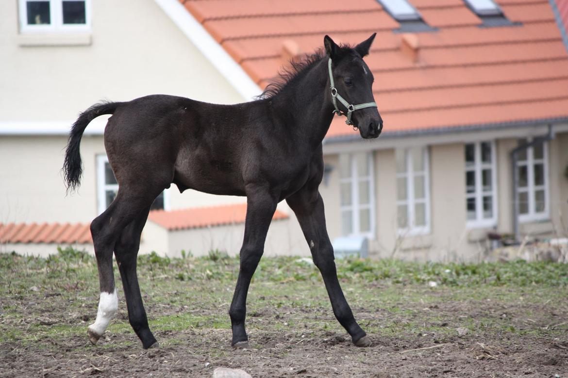 Oldenborg Bakgårdens Silas billede 4
