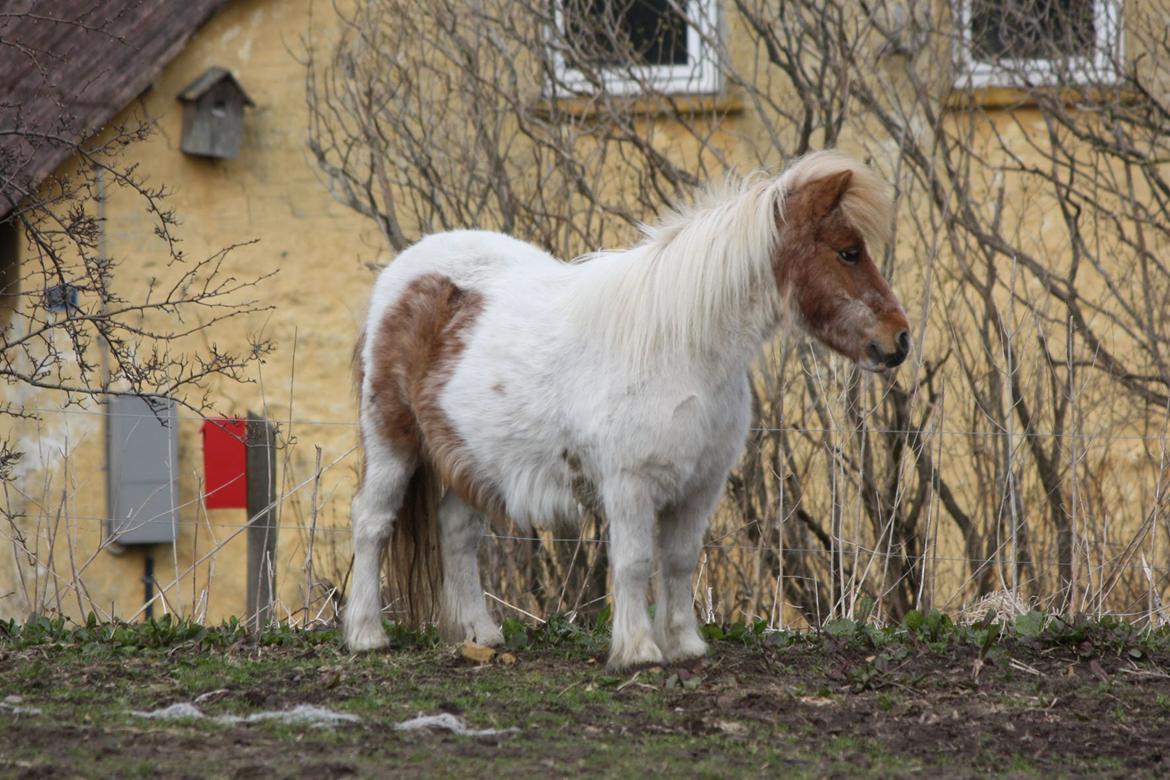 Shetlænder Corrie van de ostrik - Frisk dame på 25 år ;) billede 2
