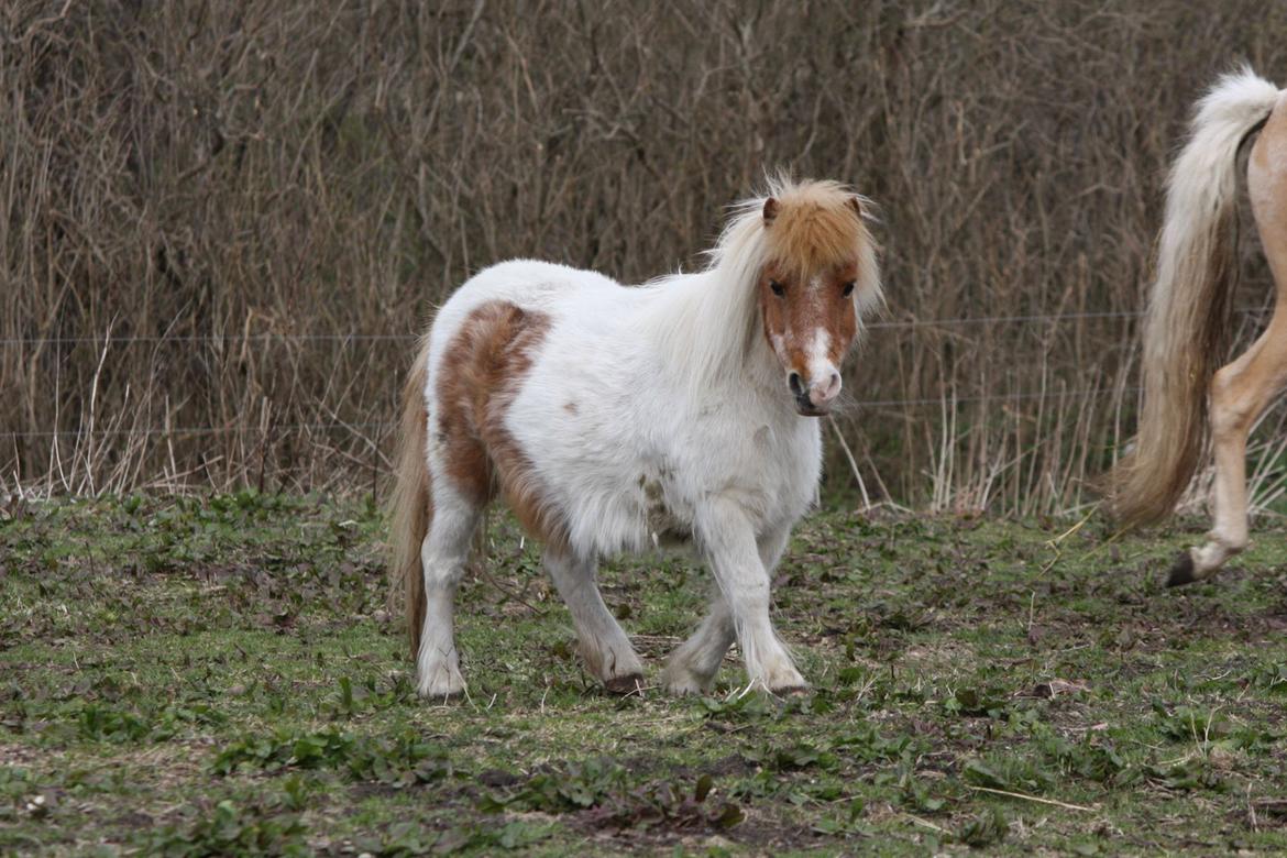 Shetlænder Corrie van de ostrik billede 1