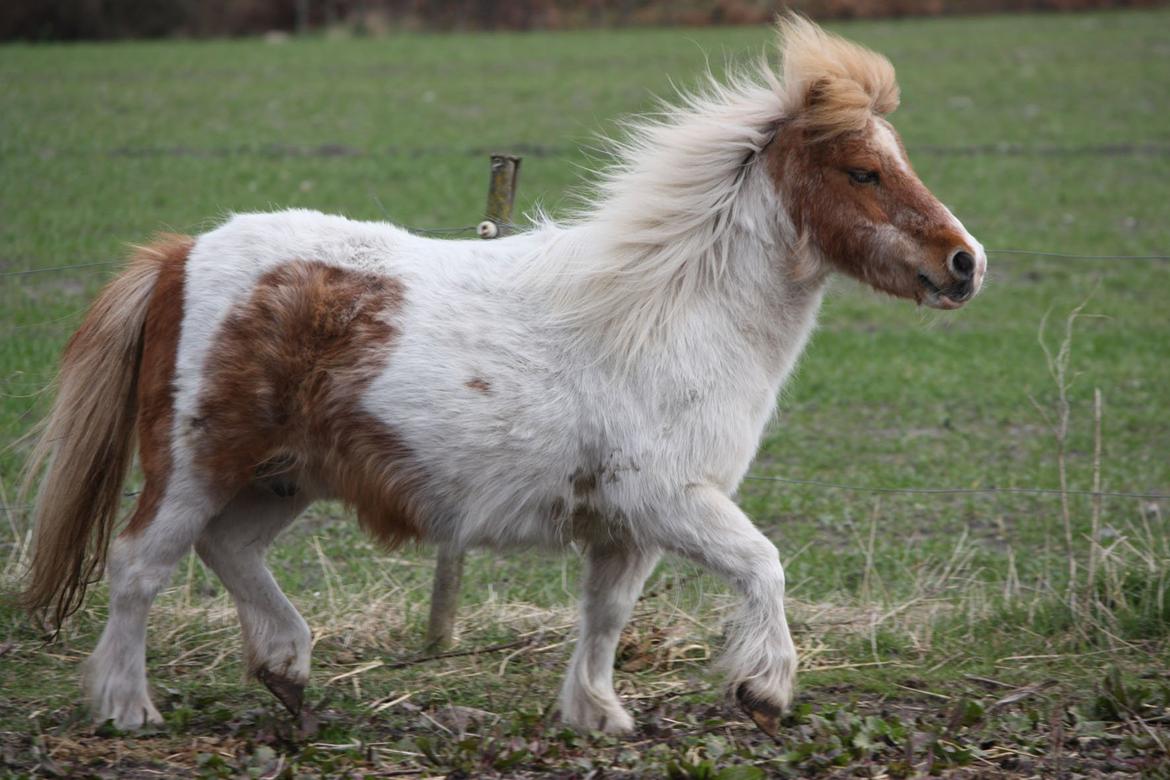 Shetlænder Corrie van de ostrik billede 3