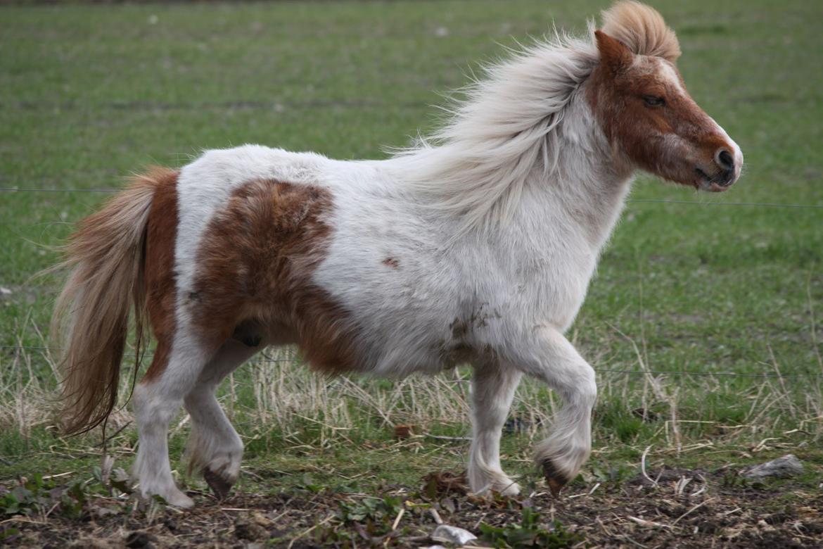Shetlænder Corrie van de ostrik billede 4
