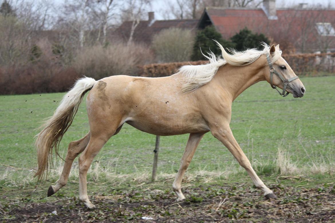 Welsh Partbred (Sec F) Aastrupgaards Lærke billede 38