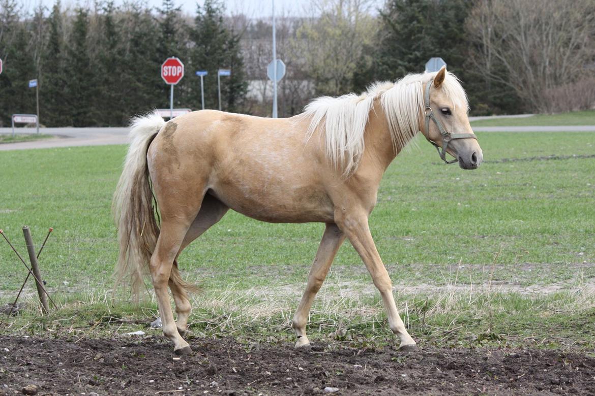 Welsh Partbred (Sec F) Aastrupgaards Lærke billede 39