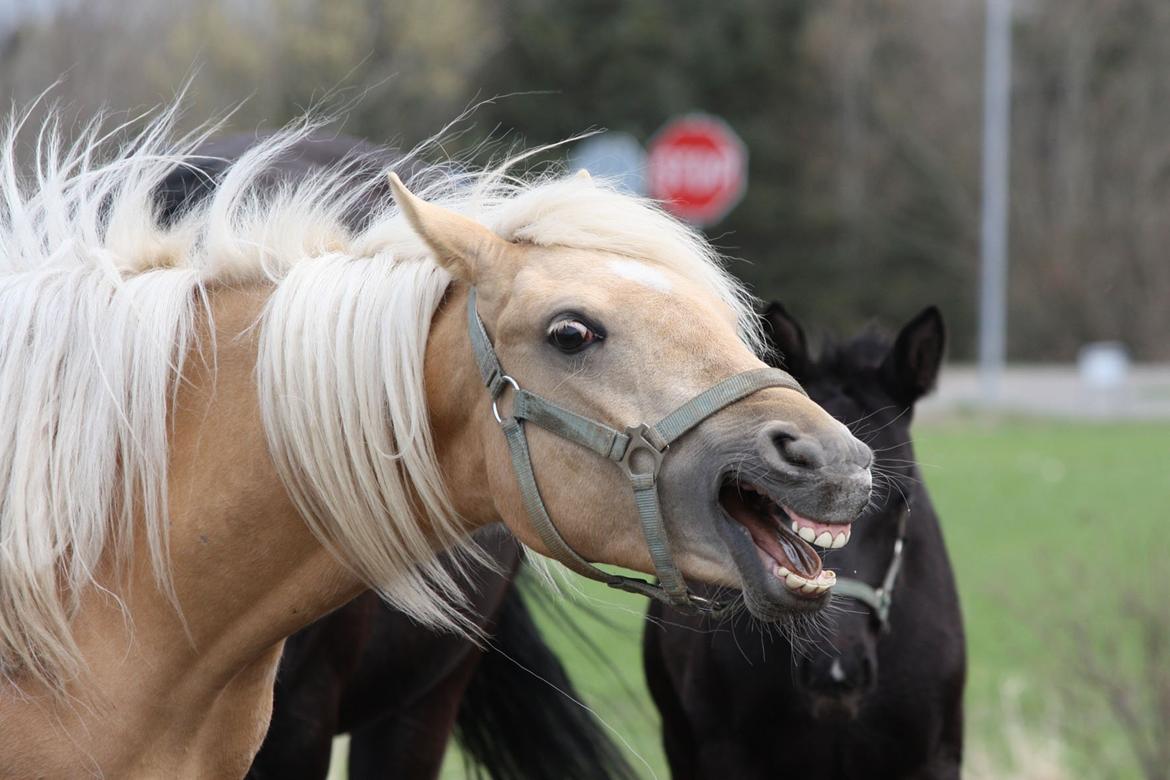 Welsh Partbred (Sec F) Aastrupgaards Lærke billede 40