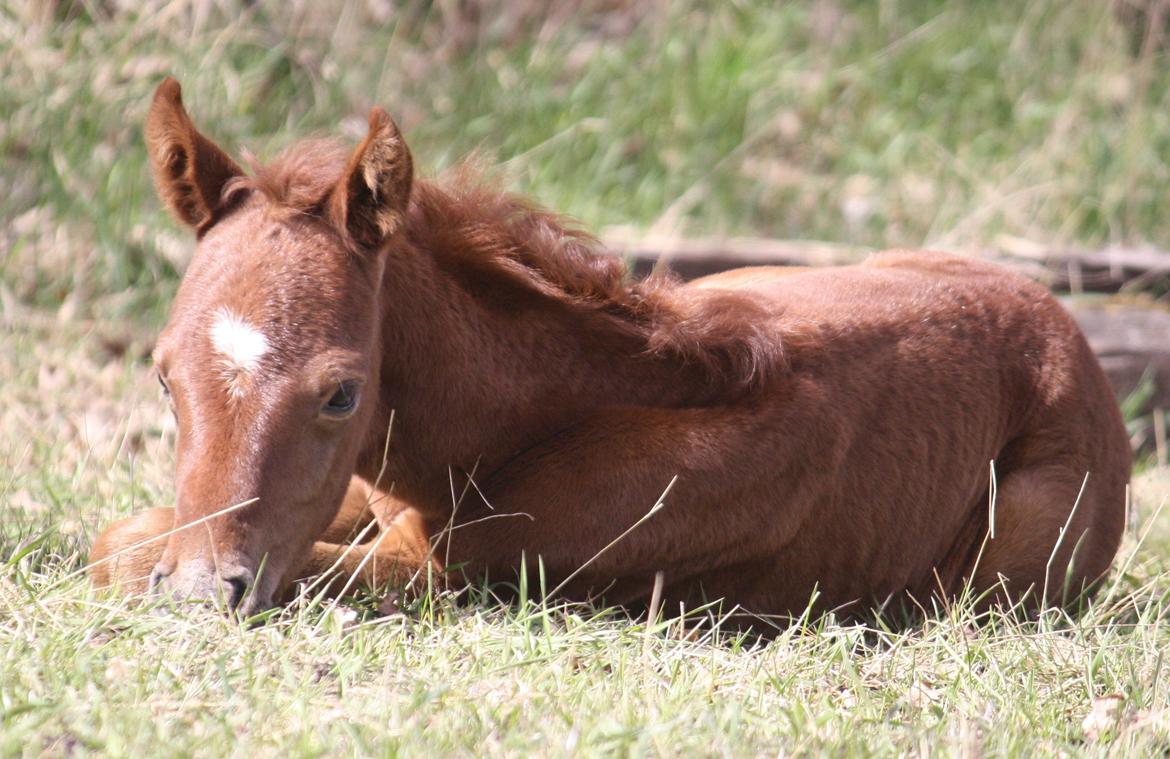 Arabisk fuldblod (OX) Taleb Zameel Ibn Finally SOLGT ! billede 11