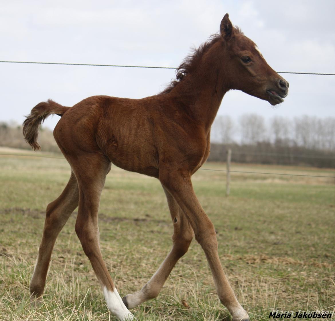 Arabisk fuldblod (OX) Taleb Zameel Ibn Finally SOLGT ! billede 12