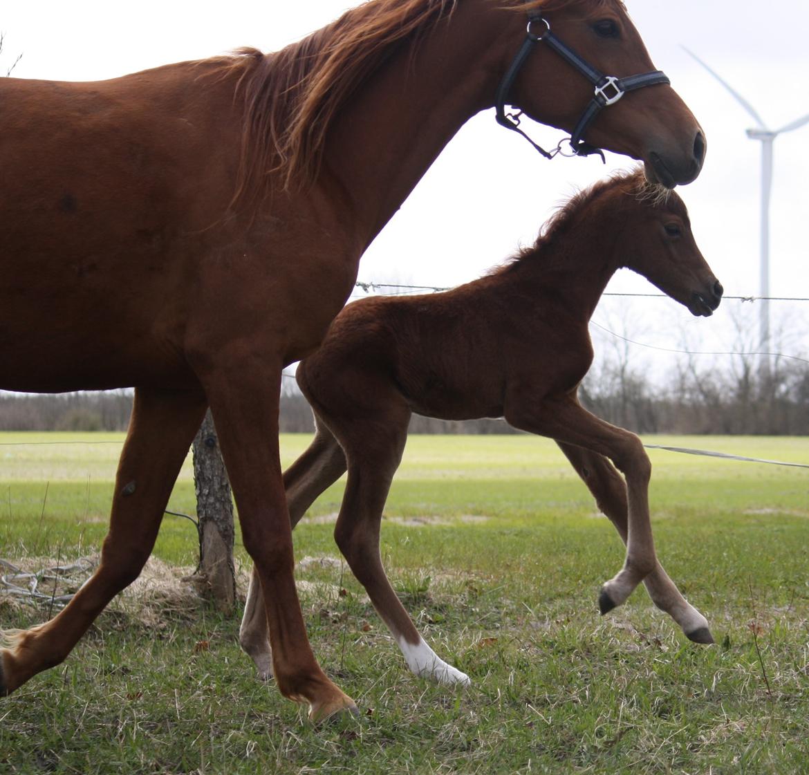 Arabisk fuldblod (OX) Taleb Zameel Ibn Finally SOLGT ! billede 13