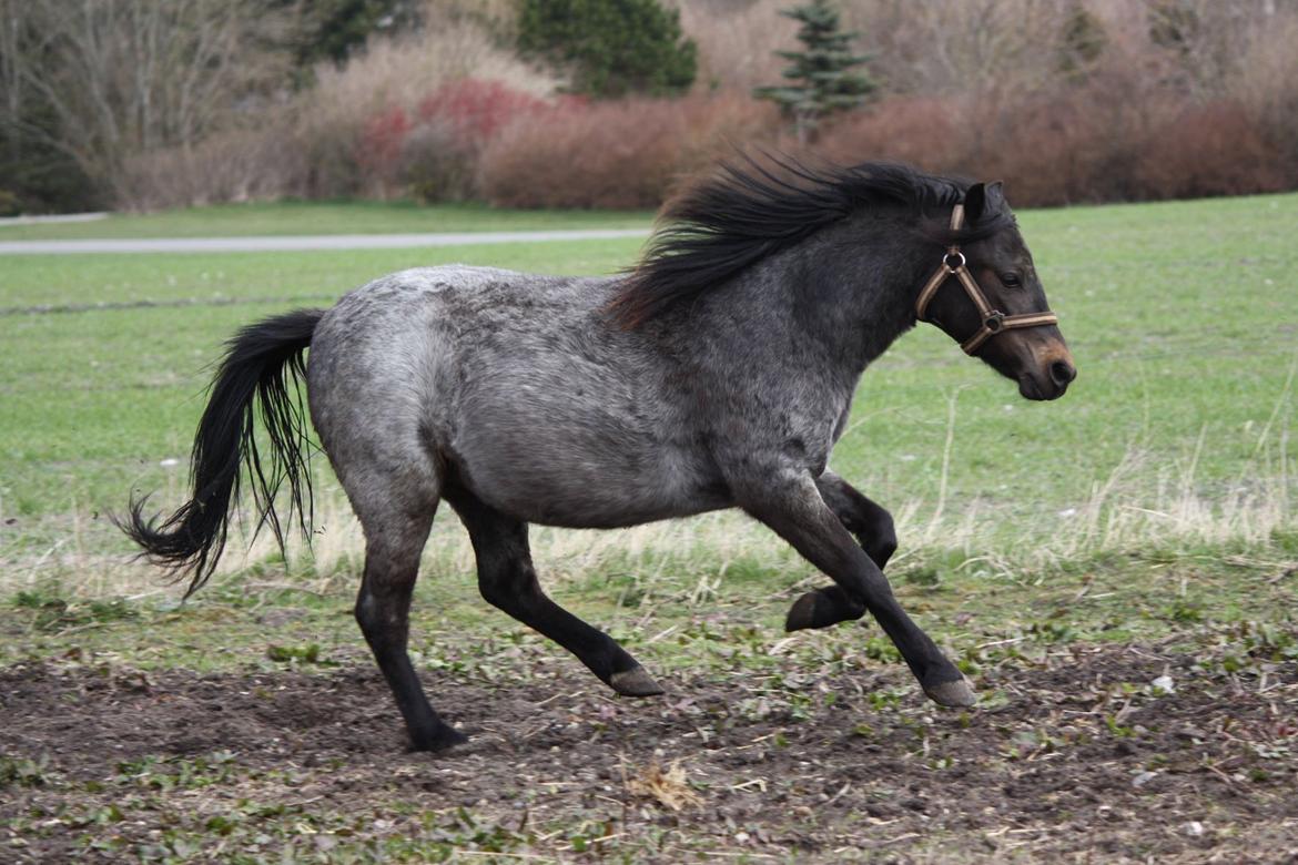 Welsh Mountain (sec A) Solbakken´s Lullu billede 1