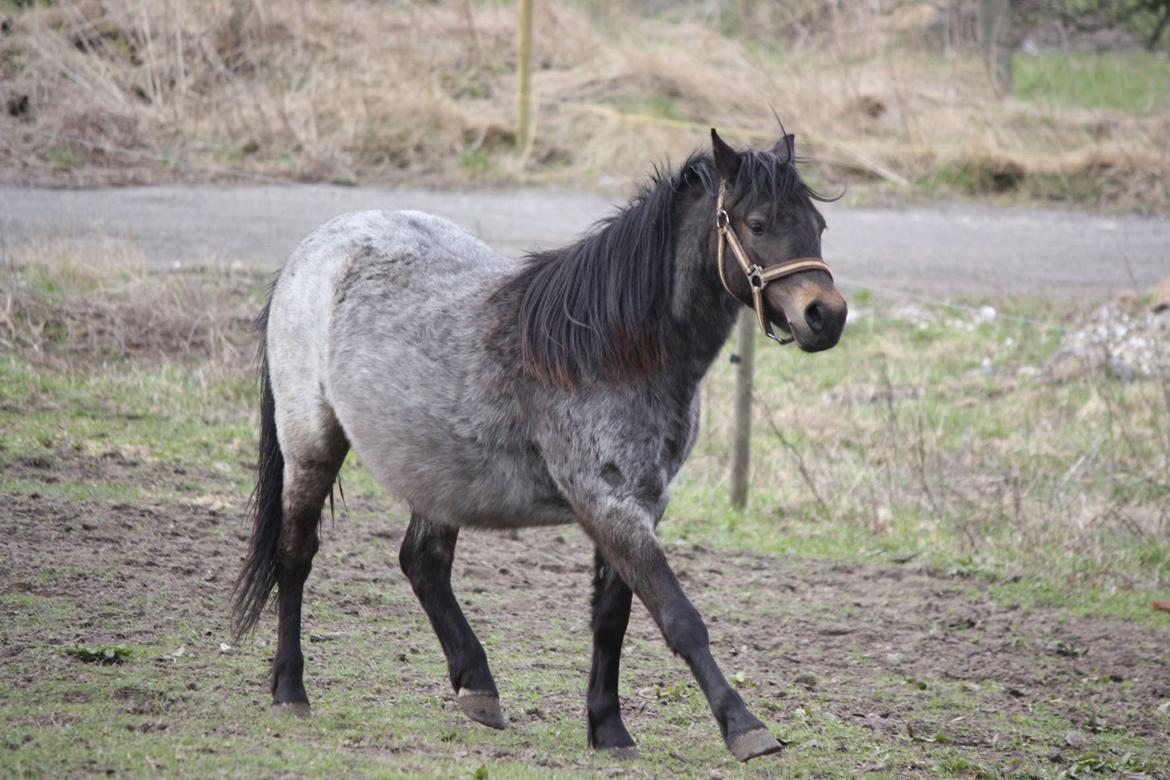 Welsh Mountain (sec A) Solbakken´s Lullu billede 2