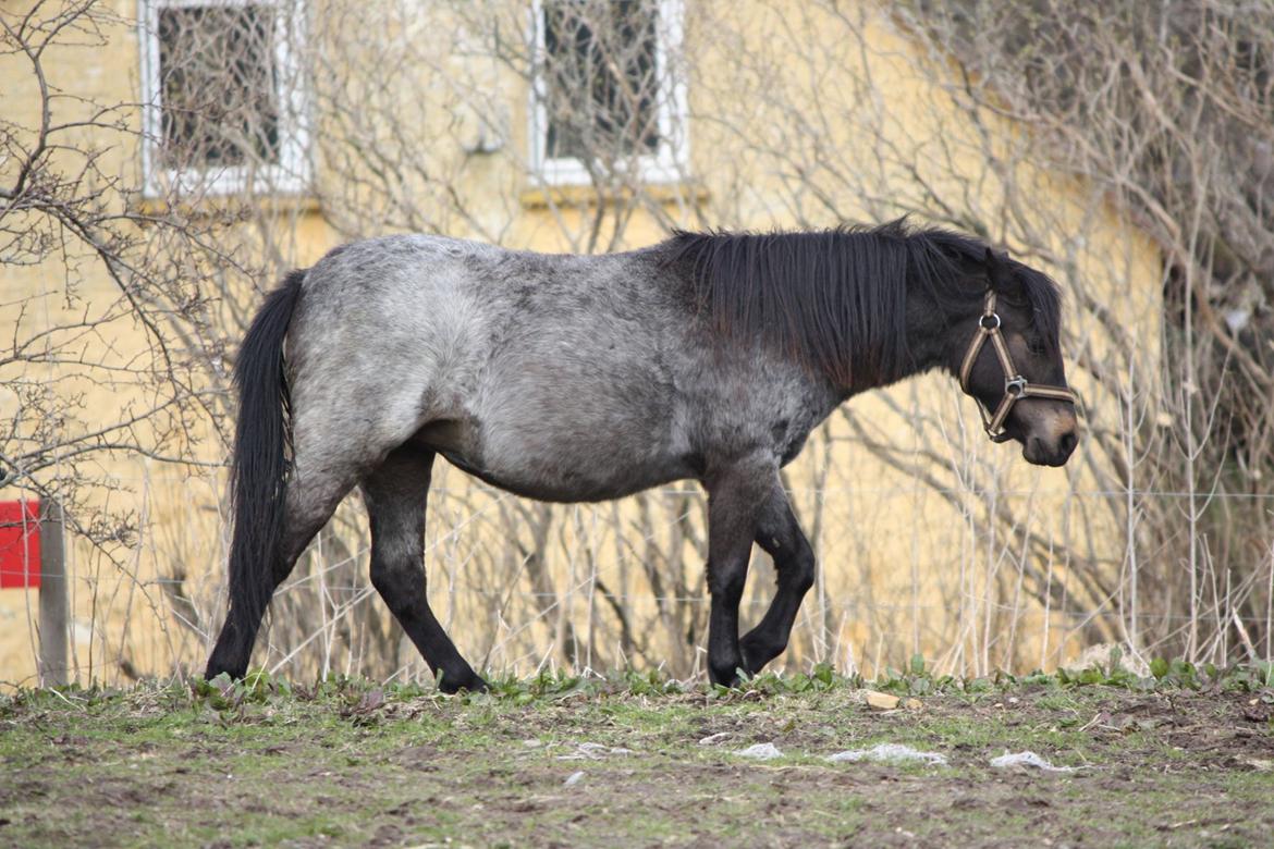 Welsh Mountain (sec A) Solbakken´s Lullu billede 3