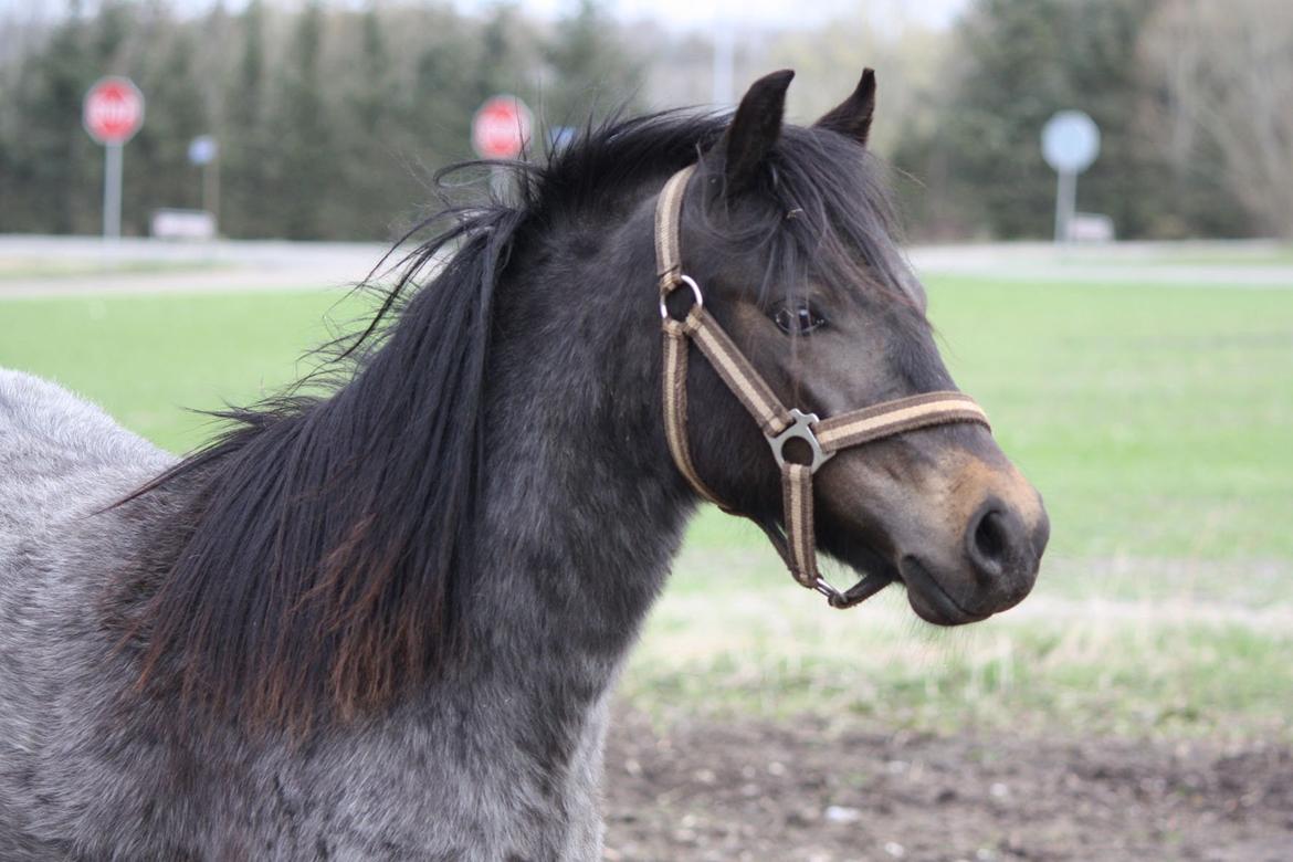 Welsh Mountain (sec A) Solbakken´s Lullu billede 4
