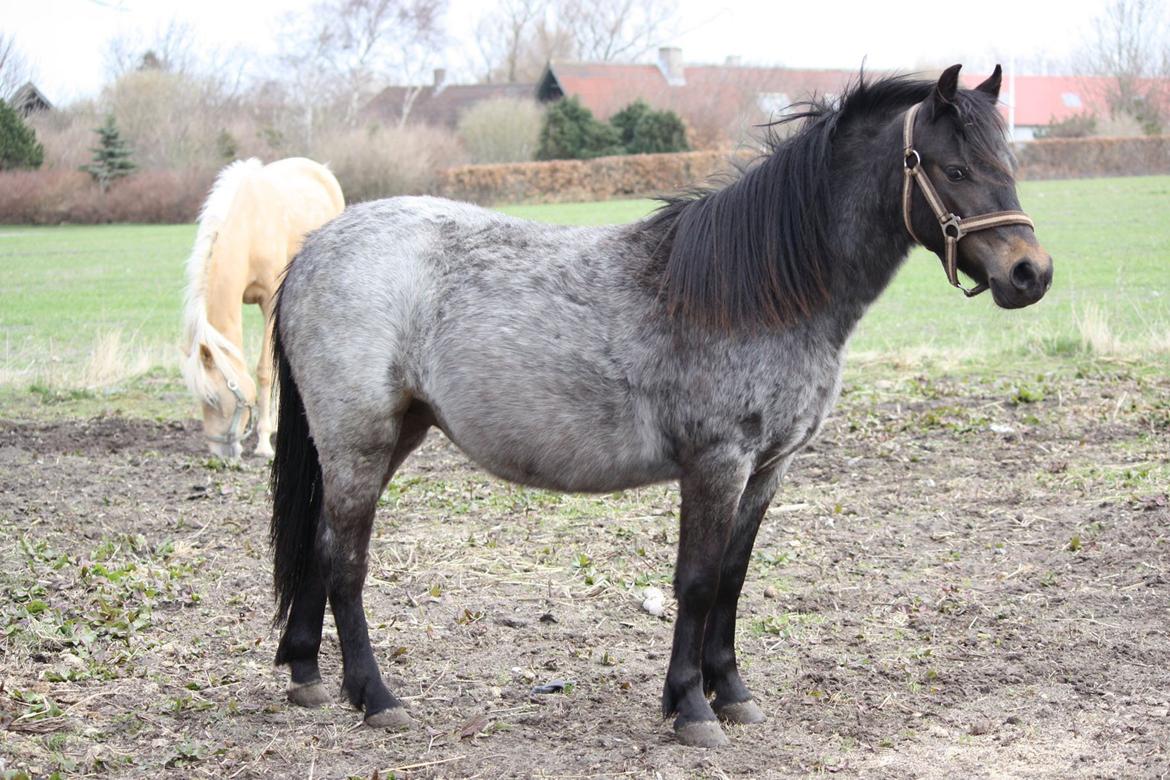 Welsh Mountain (sec A) Solbakken´s Lullu billede 5