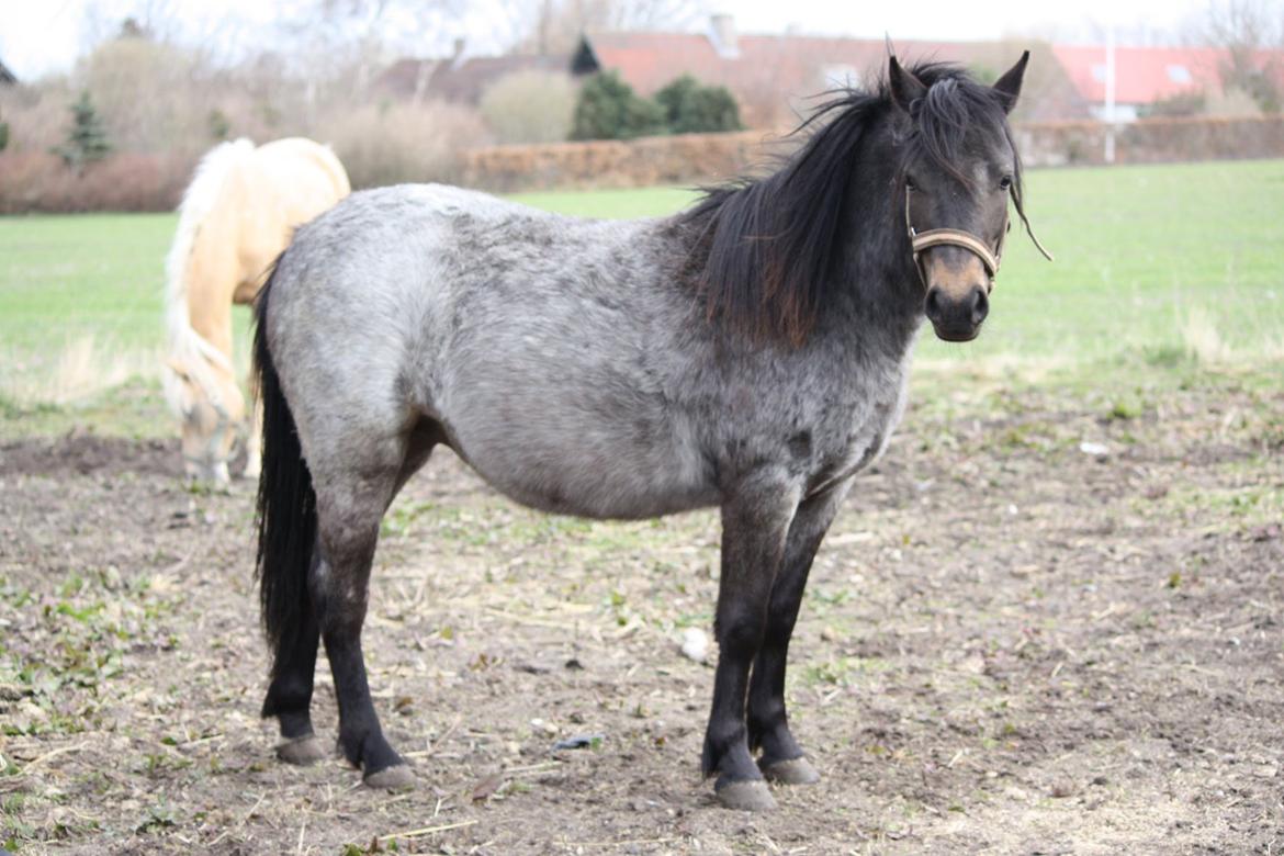 Welsh Mountain (sec A) Solbakken´s Lullu billede 6