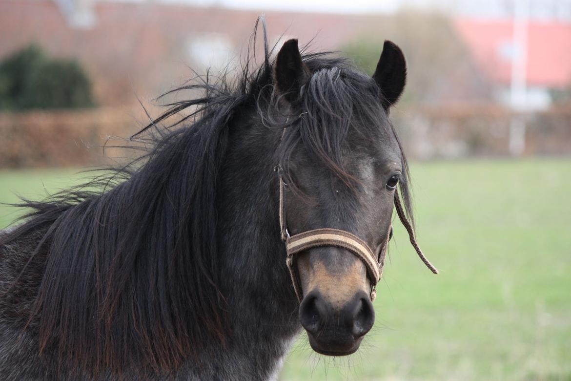 Welsh Mountain (sec A) Solbakken´s Lullu billede 7