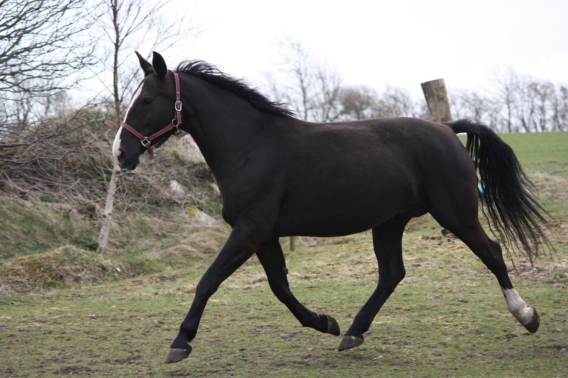 Oldenborg Stald Kock´s Yasmin billede 1