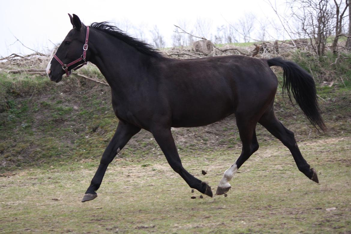 Oldenborg Stald Kock´s Yasmin billede 2