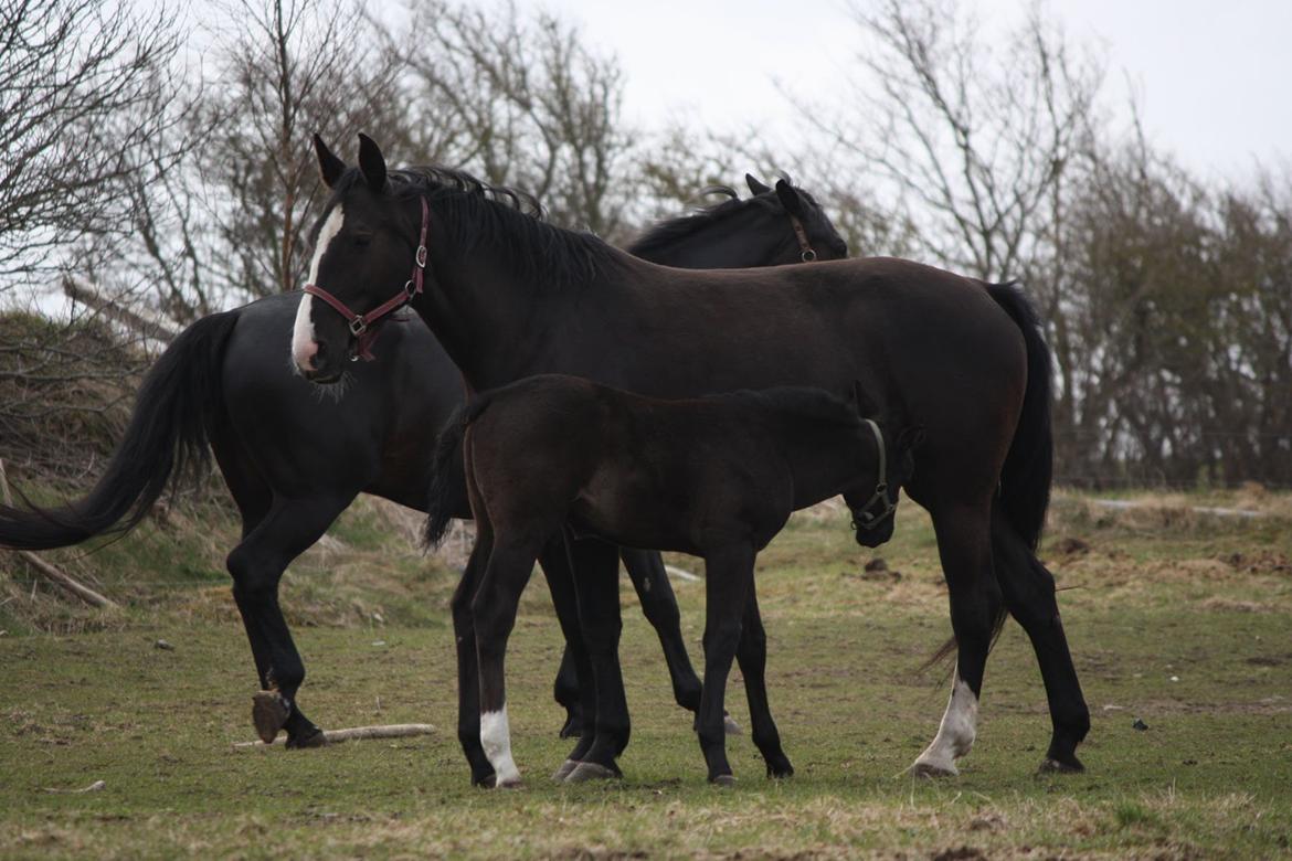 Oldenborg Stald Kock´s Yasmin billede 4