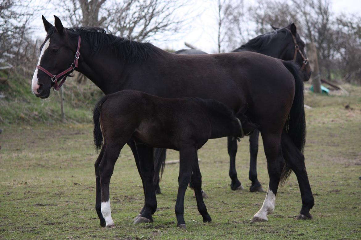 Oldenborg Stald Kock´s Yasmin billede 3