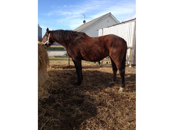 {{currentPhoto.altText}} billede {{currentPhoto.number}}