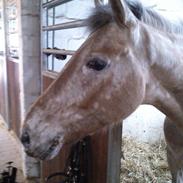 Anden særlig race Little Kahlua